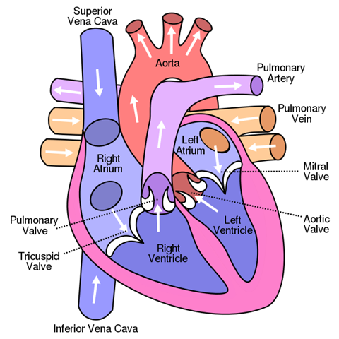 Anti-Arrhythmic
