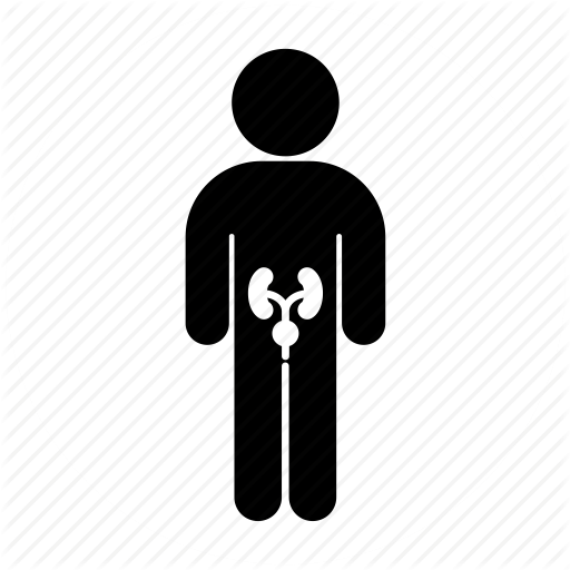 Urinary Tract